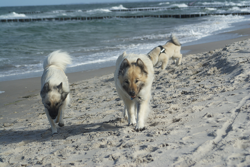 0071 Chayla mit ihrer Tochter Fly.JPG - SONY DSC